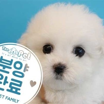 비숑프리제 ♀ 8.13 분양완료