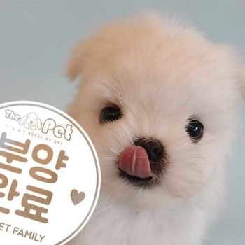 말티즈 ♂ 7.11 분양완료