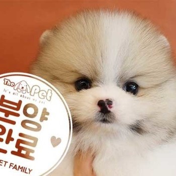 포메라니안 ♂ 5.8 분양완료