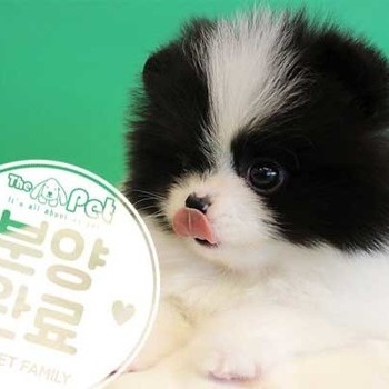 포메라니안 ♂ 11.04 분양완료