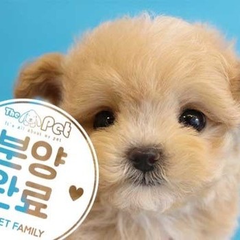 말티푸 ♂ 1.28 분양완료