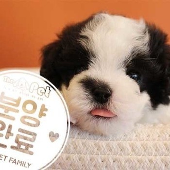 말티푸 ♂ 12.1 분양완료