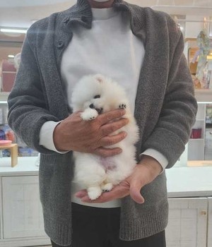 포메라니안 분양후기 [24.11.24]