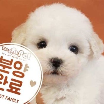 비숑프리제 ♀ 4.5 분양완료