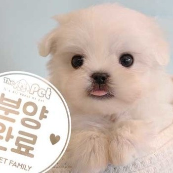 말티즈 ♂ 11.23 분양완료