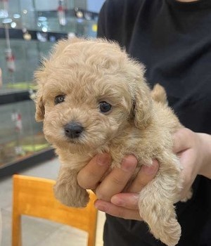 푸들 분양후기 [24.7.6]