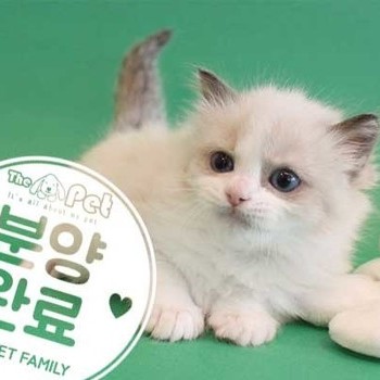 랙돌 ♂ 2.13 분양완료