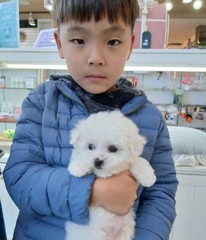 비숑프리제 분양후기 [24.11.24]