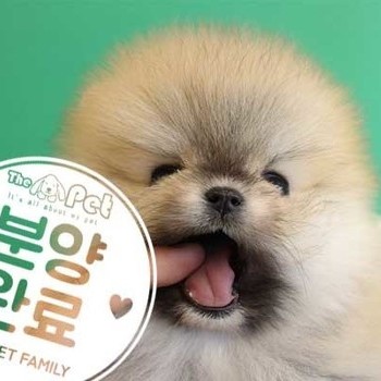 포메라니안 ♂ 11.18 분양완료