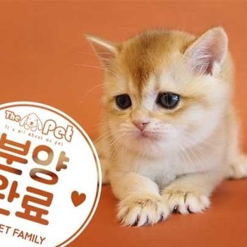 브리티쉬숏헤어 ♂ 4.23 분양완료