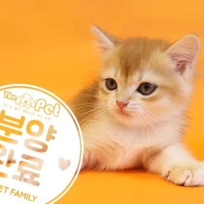 브리티쉬숏헤어 ♂ 4.23 분양완료