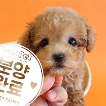 푸들 ♂ 6.15 분양완료