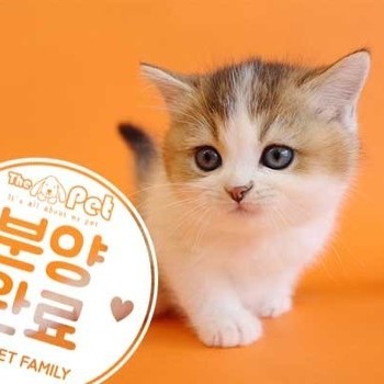 브리티쉬숏헤어 ♂ 3.11 분양완료