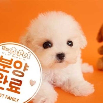 비숑프리제 ♀ 2.21 분양완료