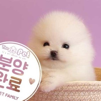 포메라니안 ♀ 5.21
