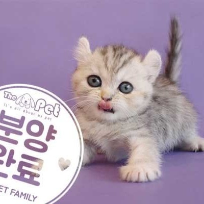 아메리칸컬 ♀ 4.16 분양완료