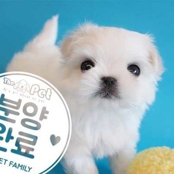 말티즈 ♂ 12.18 분양완료