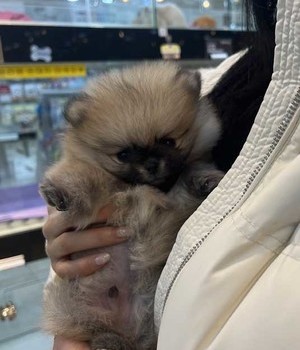 포메라니안 분양후기 [25.1.5]