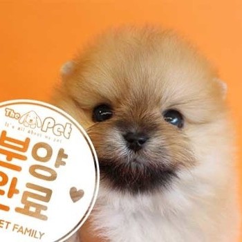 포메라니안 ♂ 1.10 분양완료
