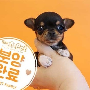  단모치와와 ♀ 2.7 분양완료