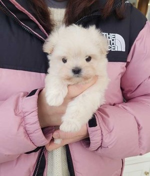말티푸 분양후기 [25.2.15]