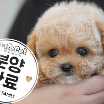 말티푸 왕자님 10.13