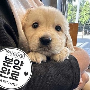 골든리트리버 ♀ 7.26