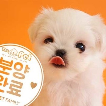 말티즈 ♂ 1.24 분양완료