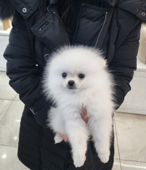 포메라니안 분양후기 [25.3.16]