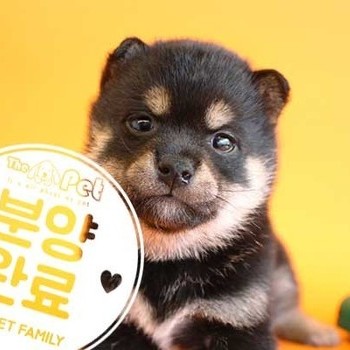  시바이누 ♀ 12.21 분양완료