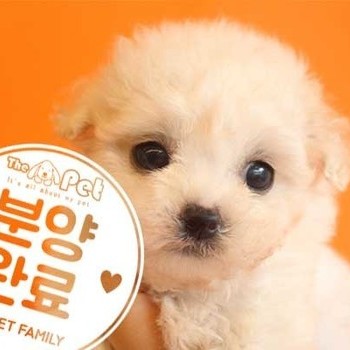비숑프리제 ♂ 6.18 분양완료