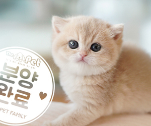 브리티쉬숏헤어 ♀ 10.06