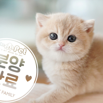 브리티쉬숏헤어 ♀ 10.06