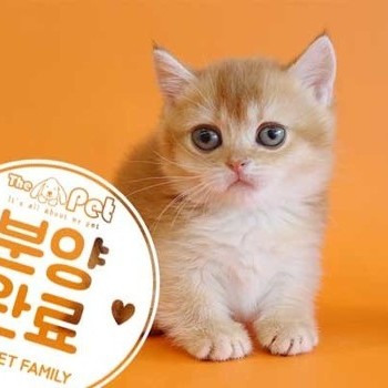먼치킨 ♀ 3.12 분양완료