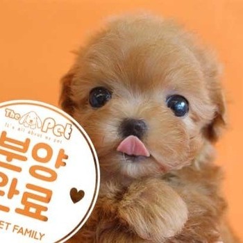 말티푸 ♂ 7.8 분양완료