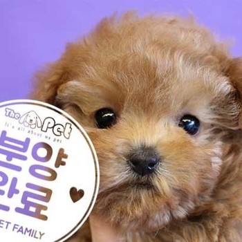 푸들 ♂ 11.1 분양완료