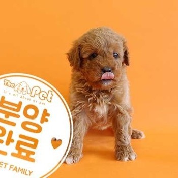 골든두들 ♀ 12.2 분양완료