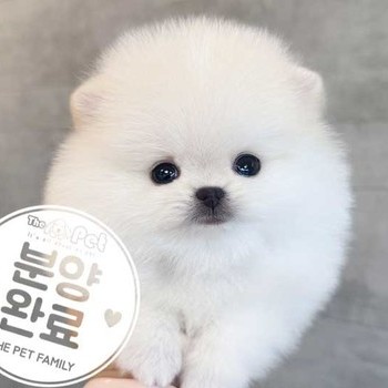 포메라니안 ♂ 7.28