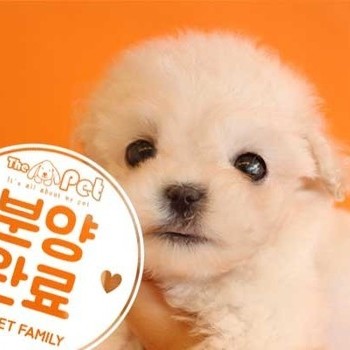  비숑프리제 ♂ 3.22 분양완료