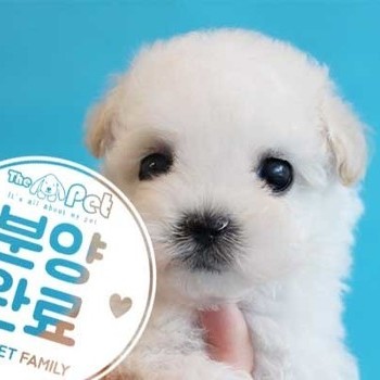  비숑프리제 ♂ 2.14 분양완료
