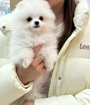 포메라니안 분양후기 [24.12.20]