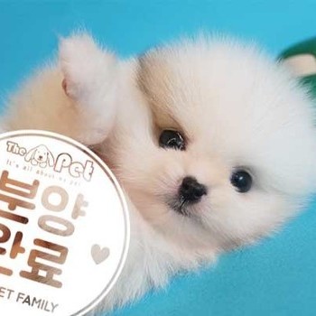 포메라니안 ♂ 2.13 분양완료