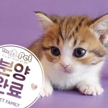 브리티쉬숏헤어 ♀ 10.31 분양완료