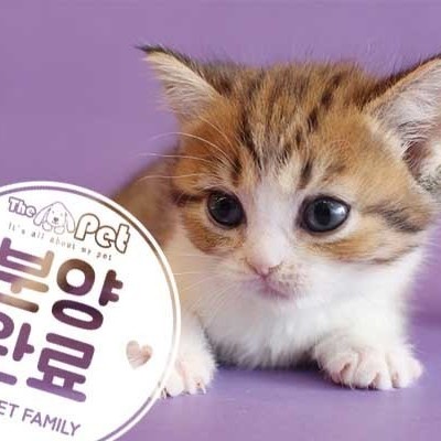 브리티쉬숏헤어 ♀ 10.31 분양완료