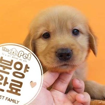 골든리트리버 ♂ 7.6 분양완료