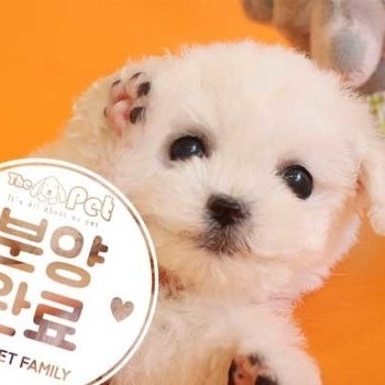 비숑프리제 ♀ 3.12 분양완료