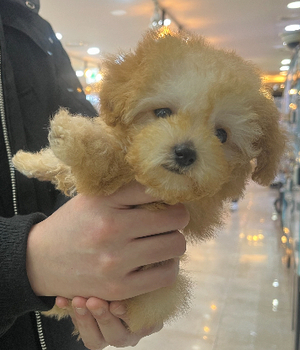 푸들 분양후기 [24.12.29]