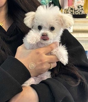 푸돌 분양후기 [25.1.7]