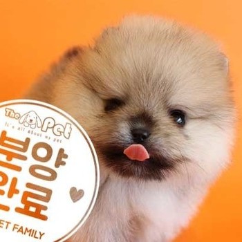 포메라니안 ♂ 1.17 분양완료