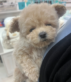 푸들 분양후기[25.4.9]